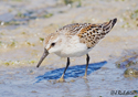 Calidris mauri